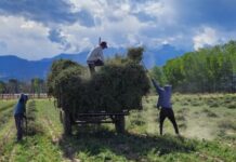 “Oro verde”: ya se exportaron más de 600.000 kilos de un condimento muy codiciado