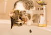 ¿Por qué los gatos prefieren beber agua de la canilla? La respuesta está en su instinto