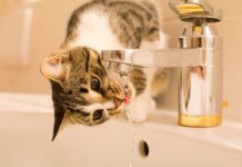 ¿Por qué los gatos prefieren beber agua de la canilla? La respuesta está en su instinto