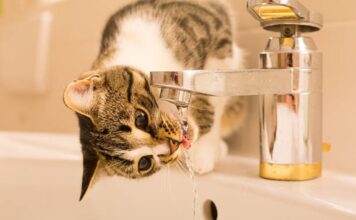 ¿Por qué los gatos prefieren beber agua de la canilla? La respuesta está en su instinto