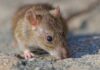 Chile emite alerta sanitaria por hantavirus en 13 regiones tras 18 muertes