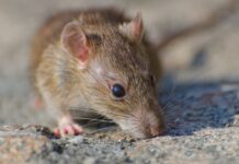 Chile emite alerta sanitaria por hantavirus en 13 regiones tras 18 muertes