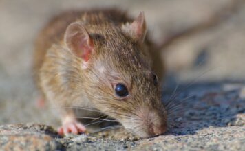 Chile emite alerta sanitaria por hantavirus en 13 regiones tras 18 muertes