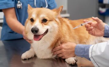 La vacunación en animales: clave para erradicar la rabia