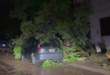 Tragedia en Entre Ríos: una mujer murió aplastada por un árbol en su casa