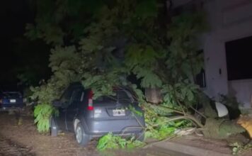 Tragedia en Entre Ríos: una mujer murió aplastada por un árbol en su casa