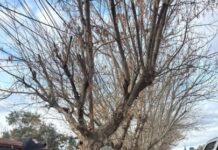 Cayó en Mendoza un ciudadano peruano que tenía pedido de captura internacional acusado de abusar de una menor