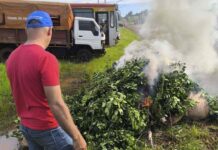 La crisis yerbatera llegó a Passalacqua: le piden una ley para evitar el colapso