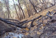 Un estudio comprobó que los incendios forestales alteraron la calidad del agua en la Patagonia