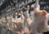 El pollo hace historia en la mesa de los argentinos: ya supera a la carne vacuna en consumo