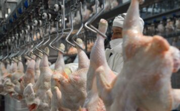 El pollo hace historia en la mesa de los argentinos: ya supera a la carne vacuna en consumo