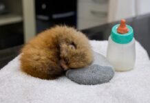 Tristeza en el Zoológico de Santa Bárbara: Mueren dos crías de panda rojo
