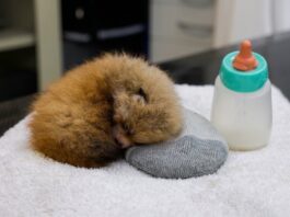 Tristeza en el Zoológico de Santa Bárbara: Mueren dos crías de panda rojo