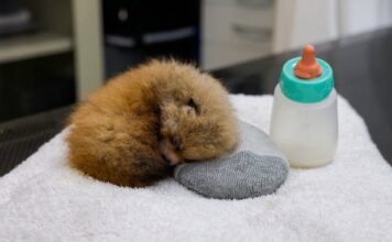 Tristeza en el Zoológico de Santa Bárbara: Mueren dos crías de panda rojo