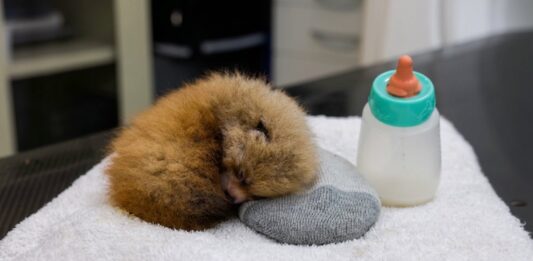 Tristeza en el Zoológico de Santa Bárbara: Mueren dos crías de panda rojo