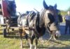 El Rescate de Gitana: Una Lucha por los Derechos de los Animales