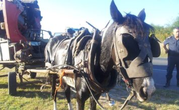 El Rescate de Gitana: Una Lucha por los Derechos de los Animales