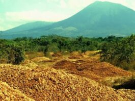 De Cáscaras de Naranja a Bosque: El Proyecto Ecológico que Sorprendió al Mundo