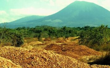 De Cáscaras de Naranja a Bosque: El Proyecto Ecológico que Sorprendió al Mundo