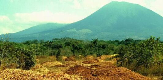 De Cáscaras de Naranja a Bosque: El Proyecto Ecológico que Sorprendió al Mundo