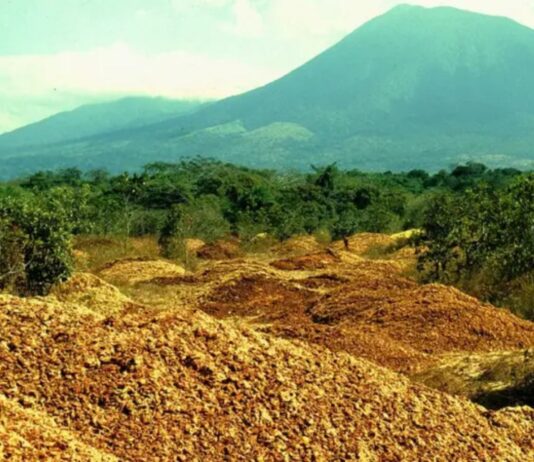 De Cáscaras de Naranja a Bosque: El Proyecto Ecológico que Sorprendió al Mundo