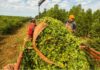 Salario de la UATRE: cuánto cobra un trabajador rural en julio 2026