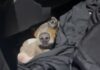 Rescatan a 12 cachorros salchicha en un operativo de Aduanas uruguayo