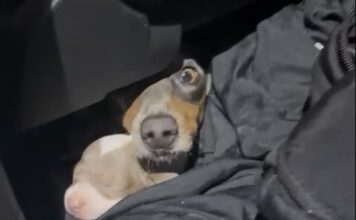Rescatan a 12 cachorros salchicha en un operativo de Aduanas uruguayo