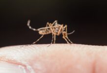 Dengue: tras un inesperado aumento de casos y ante la amenaza de El Niño, buscan intensificar la prevención