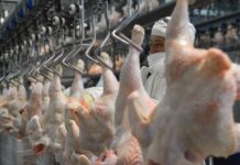 La Unión Europea reabrió su mercado para la carne aviar argentina tras reconocer al país como libre de gripe aviar