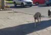 Denuncian envenenamiento de perros en Bolívar: ya murieron cuatro animales