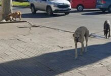 Denuncian envenenamiento de perros en Bolívar: ya murieron cuatro animales