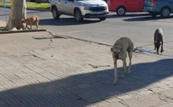 Denuncian envenenamiento de perros en Bolívar: ya murieron cuatro animales