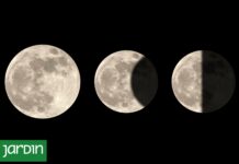 ¿Cómo Influyen las Fases de la Luna en el Jardín? Descubre los Secretos de la Agricultura Biodinámica