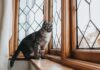 Los Beneficios de las Ventanas para el Bienestar de los Gatos