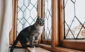 Los Beneficios de las Ventanas para el Bienestar de los Gatos