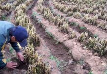 Duro golpe: diez heladas consecutivas le dieron un nocaut a una región productiva