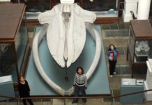 Investigación revela secretos de la evolución de los cetáceos en 50 millones de años