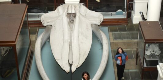 Investigación revela secretos de la evolución de los cetáceos en 50 millones de años