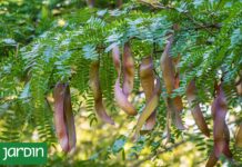 La Acacia Negra: Un Enemigo Silencioso que Amenaza Ecosistemas en Argentina