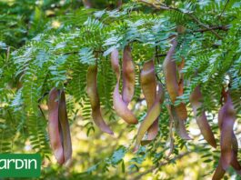 La Acacia Negra: Un Enemigo Silencioso que Amenaza Ecosistemas en Argentina