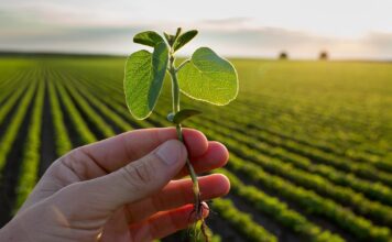 El Fisco se Lleva 17 Veces Más que el Productor de Soja en Argentina