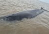 San Isidro: la ballena que quedó varada en un banco de arena murió pese al operativo de rescate