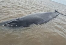 San Isidro: la ballena que quedó varada en un banco de arena murió pese al operativo de rescate