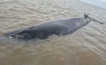 San Isidro: la ballena que quedó varada en un banco de arena murió pese al operativo de rescate