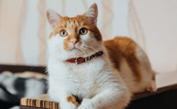 El Color del Pelaje de los Gatos: Mitos y Realidades