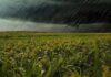 Alerta por Tormentas: El Niño Genera Precipitaciones Excesivas en Zonas Agrícolas