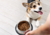 Día Mundial del Perro: Claves Esenciales para una Nutrición Saludable
