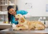 Celebra el Día del Veterinario: Frases Inspiradoras para Compartir