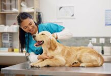 Celebra el Día del Veterinario: Frases Inspiradoras para Compartir